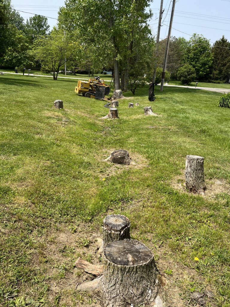 Tree Stumps