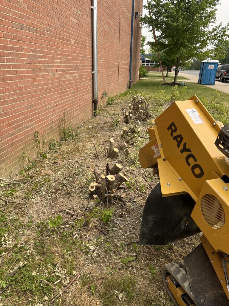 Rayco Machine with Bush Stumps